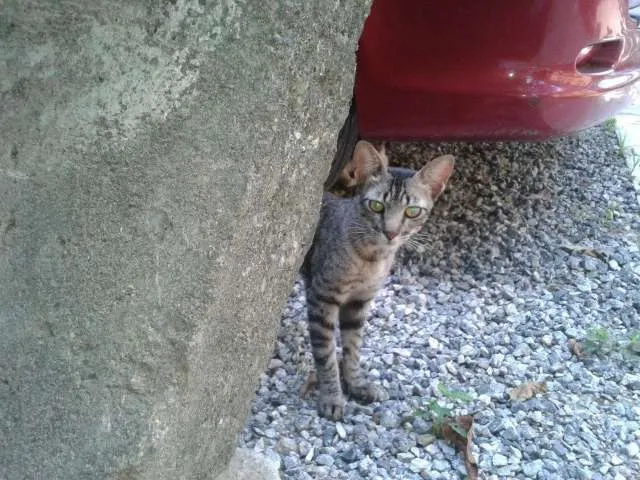 Gato ra a SRD idade 7 a 11 meses nome Moicano