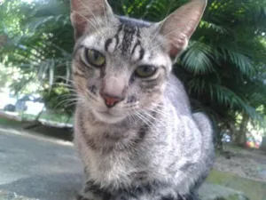 Gato raça SRD idade 7 a 11 meses nome Moicano