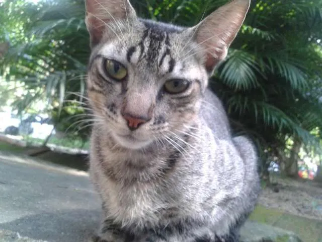 Gato ra a SRD idade 7 a 11 meses nome Moicano