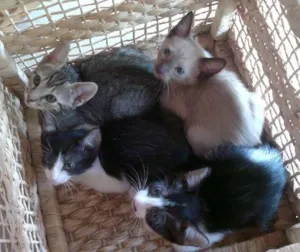Gato raça outros idade 2 a 6 meses nome mimi
