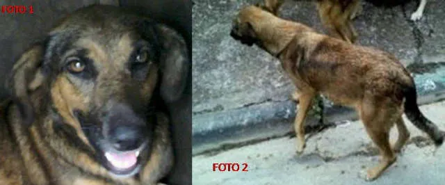 Cachorro ra a SRD idade 4 anos nome PRINCESA