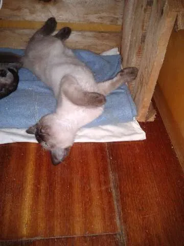 Gato ra a Sialata idade 2 a 6 meses nome Vicky Pimentinha