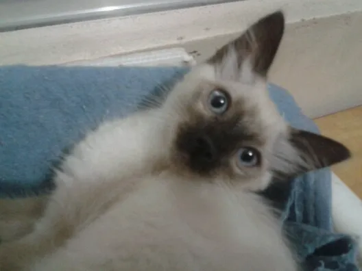 Gato ra a Sialata idade 2 a 6 meses nome Vicky Pimentinha