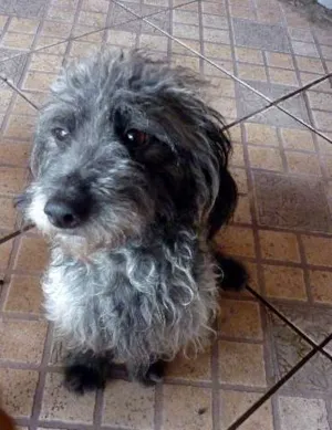 Cachorro raça  idade 2 anos nome Obina