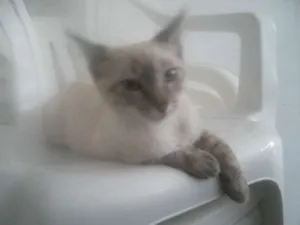 Gato raça mestiça idade 2 a 6 meses nome Vitoria