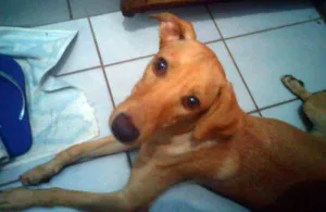 Cachorro raça srd idade  nome Melissa