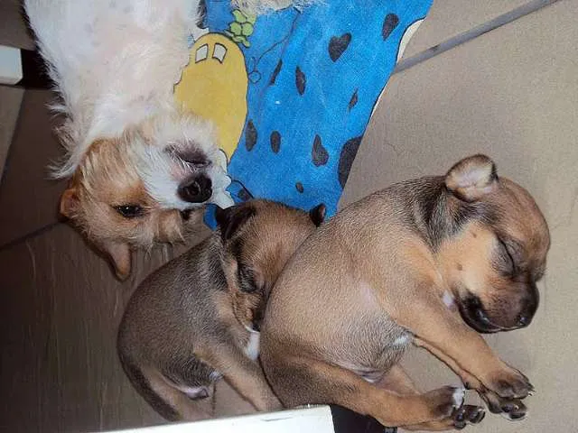 Cachorro ra a SRD idade  nome Vários