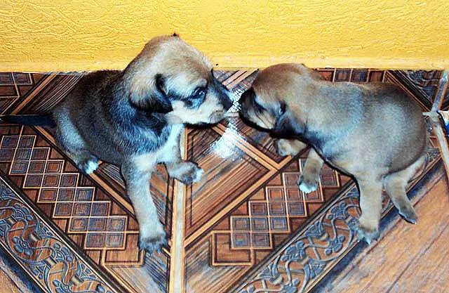 Cachorro ra a SRD idade  nome Vários