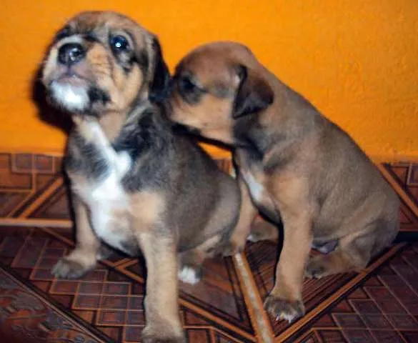 Cachorro ra a SRD idade  nome Vários