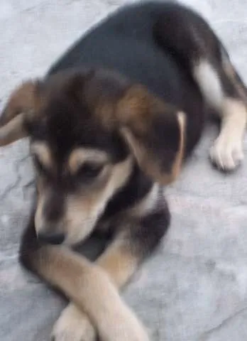 Cachorro ra a sem raça definida idade 2 a 6 meses nome Tonny