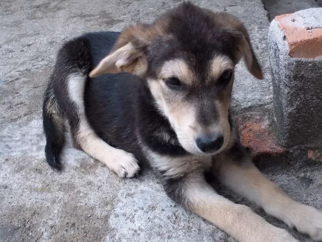 Cachorro ra a sem raça definida idade 2 a 6 meses nome Tonny