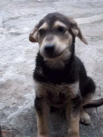 Cachorro ra a sem raça definida idade 2 a 6 meses nome Tonny
