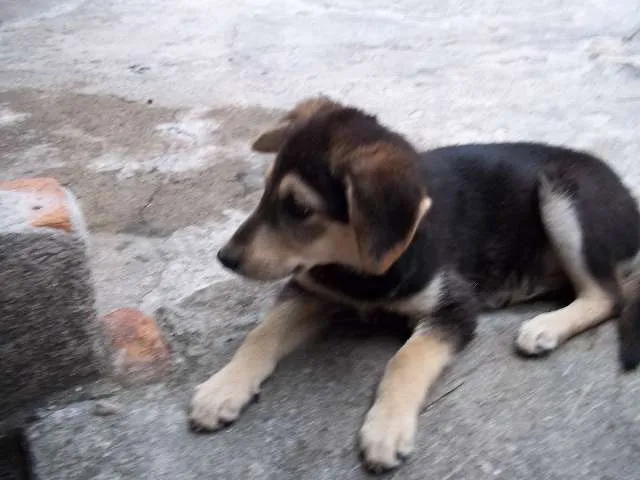 Cachorro ra a sem raça definida idade 2 a 6 meses nome Tonny