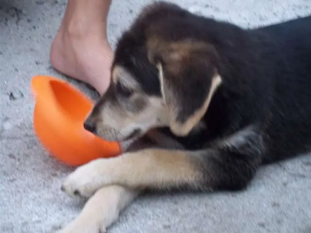Cachorro ra a sem raça definida idade 2 a 6 meses nome Tonny