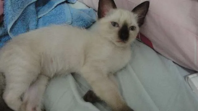 Gato raça sem raca idade 2 a 6 meses nome sem nome
