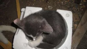 Gato raça sem raca idade 2 a 6 meses nome sem nome