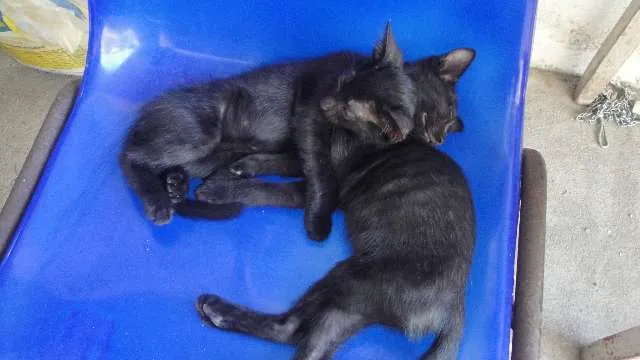 Gato raça sem raca idade 2 a 6 meses nome sem nome