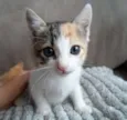 Miliel