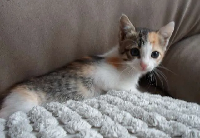 Gato ra a SRD idade 2 a 6 meses nome Miliel