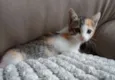 Miliel