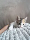 Miliel