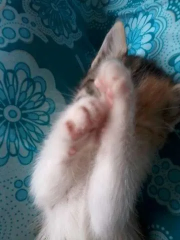 Gato ra a SRD idade 2 a 6 meses nome Miliel