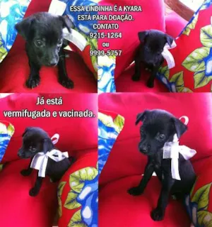 Cachorro raça SRD idade  nome Kyara