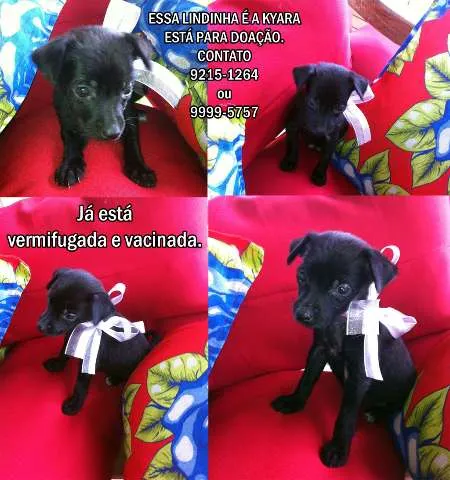Cachorro ra a SRD idade nome Kyara