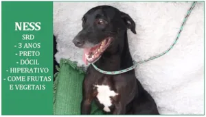 Cachorro raça SRD idade 3 anos nome NESS