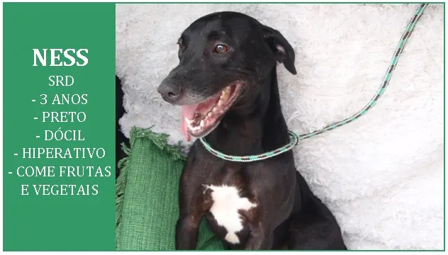 Cachorro ra a SRD idade 3 anos nome NESS