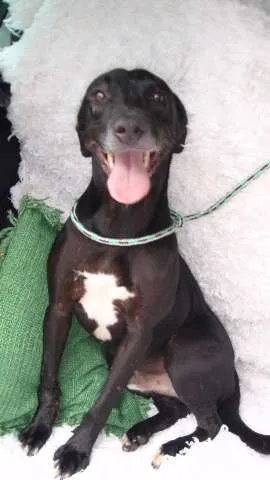 Cachorro ra a SRD idade 3 anos nome NESS