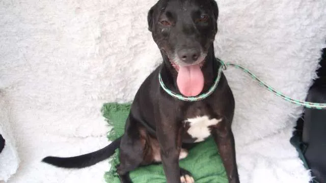 Cachorro ra a SRD idade 3 anos nome NESS
