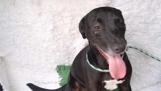 Cachorro ra a SRD idade 3 anos nome NESS