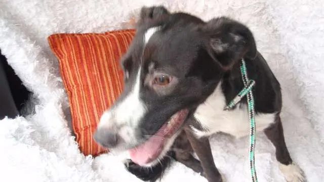 Cachorro ra a SRD idade 7 a 11 meses nome Filhote Laysa