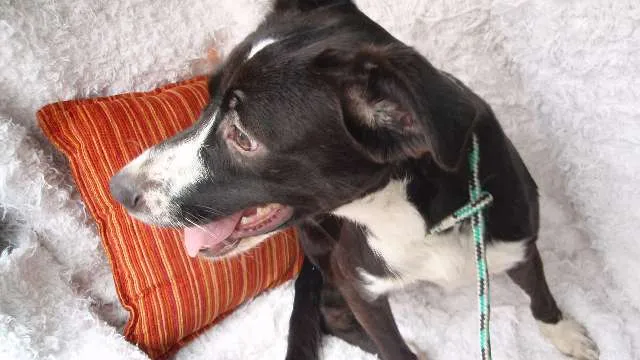 Cachorro ra a SRD idade 7 a 11 meses nome Filhote Laysa