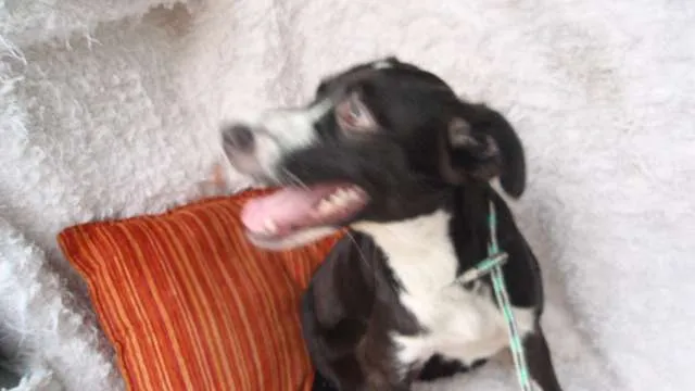 Cachorro ra a SRD idade 7 a 11 meses nome Filhote Laysa