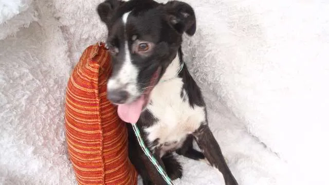Cachorro ra a SRD idade 7 a 11 meses nome Filhote Laysa