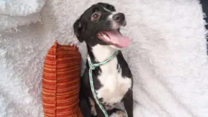 Cachorro raça SRD idade 7 a 11 meses nome Filhote Laysa