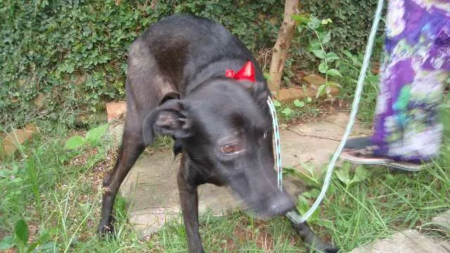 Cachorro ra a SRD idade 1 ano nome Tutti