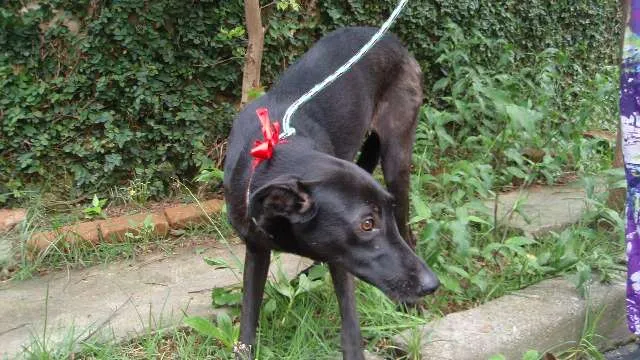 Cachorro ra a SRD idade 1 ano nome Tutti