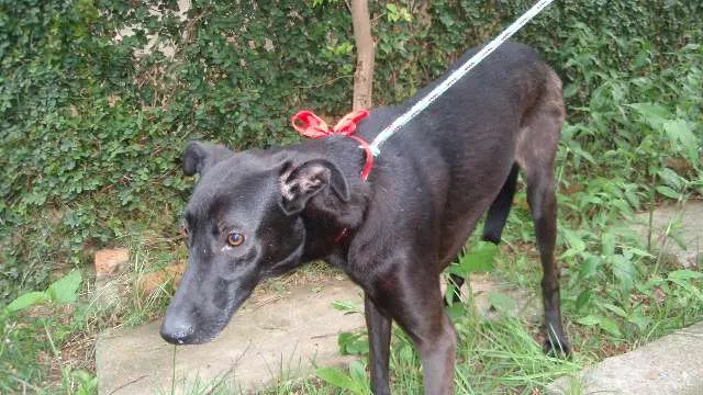 Cachorro ra a SRD idade 1 ano nome Tutti