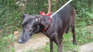 Cachorro raça SRD idade 1 ano nome Tutti