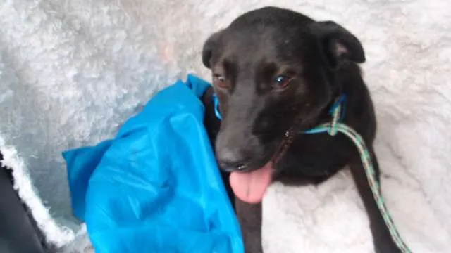 Cachorro ra a SRD idade 1 ano nome Soluço