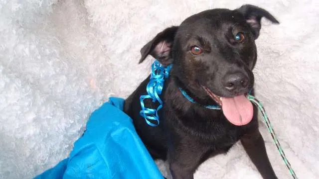 Cachorro ra a SRD idade 1 ano nome Soluço