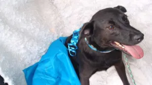 Cachorro raça SRD idade 1 ano nome Soluço
