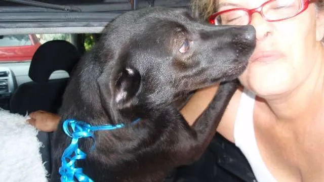 Cachorro ra a SRD idade 1 ano nome Soluço