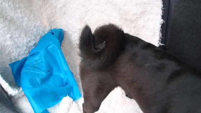 Cachorro ra a SRD idade 1 ano nome Soluço
