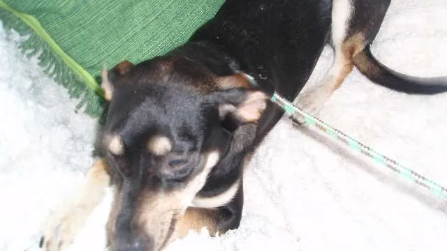 Cachorro ra a SRD idade 7 a 11 meses nome Filhote Bob