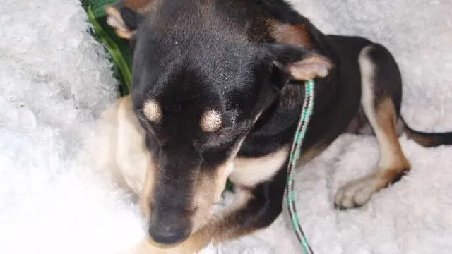 Cachorro ra a SRD idade 7 a 11 meses nome Filhote Bob