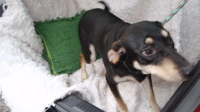 Cachorro ra a SRD idade 7 a 11 meses nome Filhote Bob